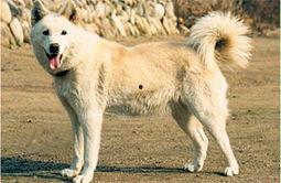 狼狗最新爆料网站大全图片,揭秘网络热点背后的真相